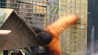 屋根から落ちる赤ちゃんレッサーパンダ「友友（ヨウヨウ）」 - Baby red pandas fall from roof