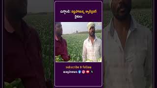 నష్టపోతున్న క్యాలీఫ్లవర్ రైతులు | Warangal | Telangana | Way2news Telugu