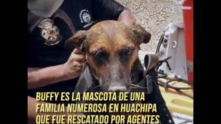 Rescate de mascotas aisladas por huaicos