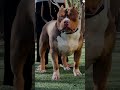 Pitbull vs German Shepherd vs American bully vs Rottweiler (PSI) Power #shorts #viral #trending #dog