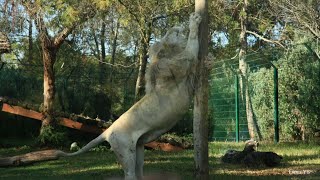 Le Parc Zoologique National de Rabat au Maroc, حديقة الحيوانات بالرباط