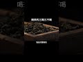 喝茶的三喝三不喝 妳知道嗎？ 茶生活 茶葉 茶友可以加我wechat zj4867 召喚茶友 送茶葉壹斤茶具壹套 普洱茶