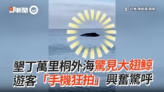 墾丁萬里桐外海驚見大翅鯨　遊客手機狂拍嗨翻｜屏東｜鯨魚｜野生動物