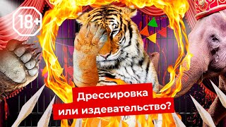 Шоу для извергов: цирки и дельфинарии нужно запретить | Как страдают животные