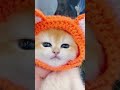 mau mau billi new comedy funny viral billi cat reels shorts tranding children