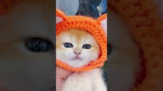 Mau Mau Billi #new #comedy #funny #viral #billi #cat #reels #shorts #tranding #children