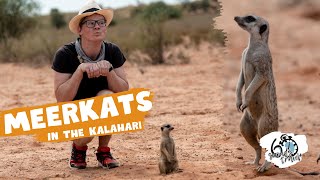 We met Meerkats! - Time Travels South Africa