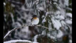 ニシオジロビタキ 　２０１５年１月兵庫県　