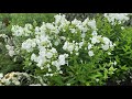 Luminary Backlight Phlox