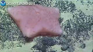 Okeanos Explorer Video Bite: ROV Deep Discoverer encounters a very chunky Sea Star