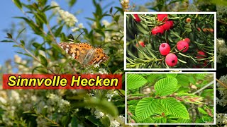 Ökologisch sinnvolle Hecke für den Naturgarten - Heimische Hecken für Vögel und Bienen anlegen