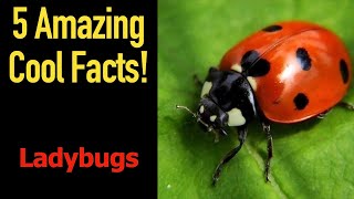 5 Fascinating Facts About Ladybugs