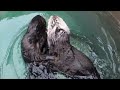 Happy Sea Otters Go On A Shellfish Hunt