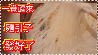 專為初學專輯【山東引子如行成】手把手教你 【一定会發好】 滿屋漂香 的麵香味