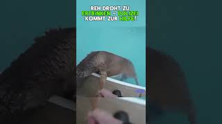 Polizei rettet Reh aus tödlicher Poolfalle! #bodycam