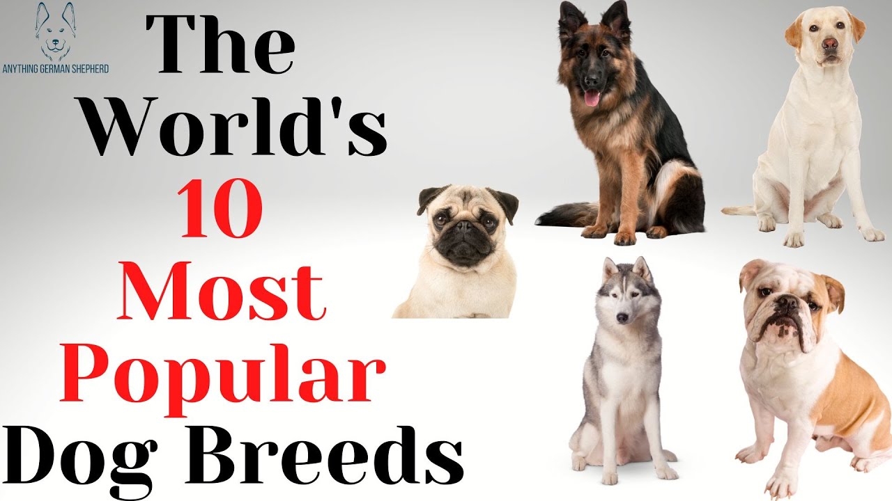 The World's 10 Most Popular Dog Breeds - YouTube