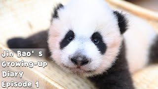 Panda Jin Bao’s Growing-up Diary Episode 1 | iPanda