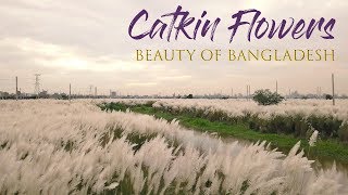 Catkin Flowers | Beauty of Bangladesh | Aerial Glimpse