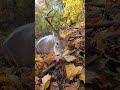 big pa buck hunting deer pennsylvania outdoors