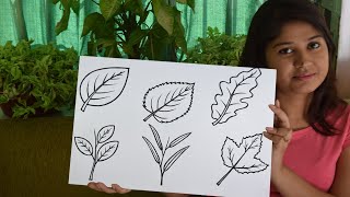 How to Draw a Leaf Step by Step  Easy Drawing for Kids with Deotima