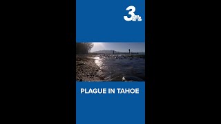 Tahoe resident tests positive for plague; officials urge outdoor caution