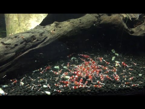 How to Breed Crystal Red Shrimp - Shrimp Saturday How to Breed Crystal Red Shrimp - Shrimp Saturday