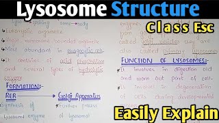 Lysosome Structure And Functions | Class 11 Biology