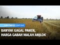 Harga Gabah Anjlok, Petani Resah Padahal Banyak yang Gagal Panen | Liputan 6 Lampung