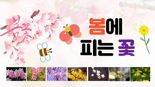 [봄에피는꽃] 개나리,진달래,철쭉,민들레,벚꽃,산수유,목련을 알아봅시다