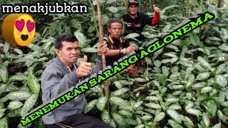 berburu tanaman hias di hutan ini banyak menemukan aglonema