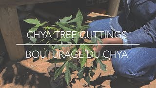 Cuttings of Chaya Tree - Boutures de Chaya