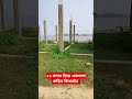 ১২ কলম দিয়ে একতলা বাড়ির ডিজাইন shortvideos buliding construction kalam building md ujjal