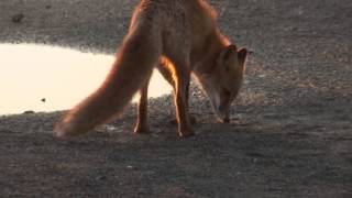 2014年9月29日　宗谷岬のキタキツネ