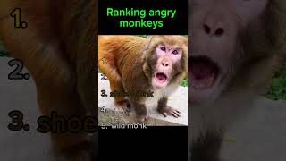 ranking angry monkeys #animals #funny #ranking #top5 #angrymonkey #funnydogs