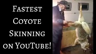 Fastest Coyote Skinning on Youtube!  2 min 10 sec