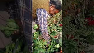 আমাদের বাগানের শাক তোলা হল #shorts #gardening