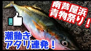 潮がぐっと動けば青物連発！　　南芦屋浜釣果情報　　fishingmaxa芦屋店