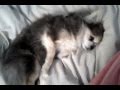 Dying from a heart murmur? Bluey my dog Dying from a heart murmur? Bluey my dog