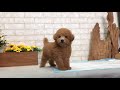 Toy Poodle - Bell