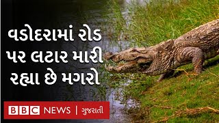 વિશ્વામિત્રી નદીમાં પૂર બાદ વડોદરા શહેરમાં ઘૂસ્યા મગરો: crocodile in vadodara city