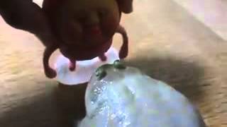 Screaming Budgett's frog