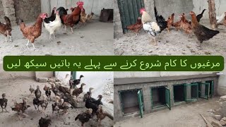 Small Desi Murgi Farm | 50 Desi Murgi Farm in Pakistan | Golden Misri Murgi Business | MUK