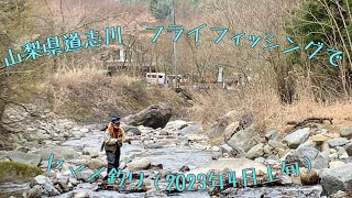 山梨県道志川　フライフィッシングでヤマメ釣り（2023年4月上旬）