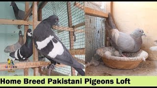 Zain Khalifa Home Breed Pigeons Ghagrey And Kaley Desi Pigeons - Breeding Pigeons Loft in Pakistan