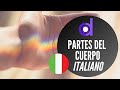 Las Partes del Cuerpo en Italiano