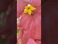 pink mussaenda flower 🌺 shorts