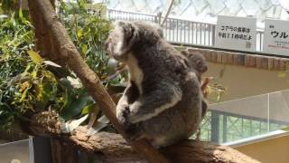 ウミお母さんと赤ちゃんコアラ 2017/05/11　神戸市立王子動物園のコアラ