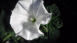 Moonflower Blossom Time Lapse