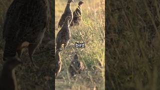 WILD Partridge Secrets You Never Knew!  #amazingfacts #facts #animals #fascinatingcreatures