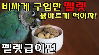 앵무새정보_올바른 앵무새펠렛 급이방법